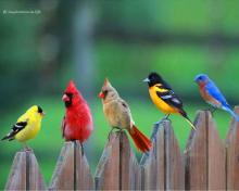 A row of different birds A row of different birds