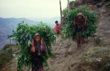 Women in Thak collecting plants